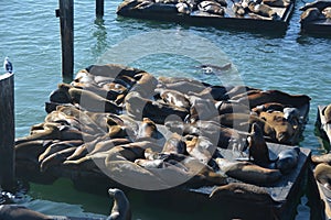 Seals at fishermans wharf San Francisco