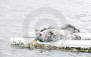 Seals after fooding, scotland edinburgh photo