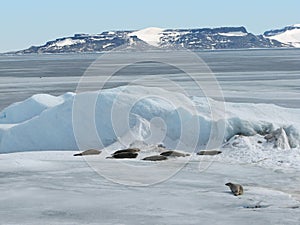 Seals on frozen Weddell sea