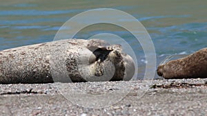 Seals - Goat Rock Beach, Sonoma County, California.