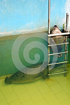 The seals having a rest