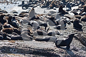 Seals in Hout Bay Cape Town photo