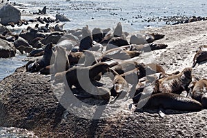 Seals in Hout Bay Cape Town photo