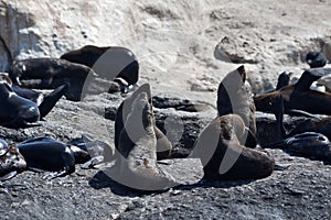 Seals in Hout Bay Cape Town photo