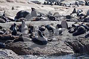 Seals in Hout Bay Cape Town