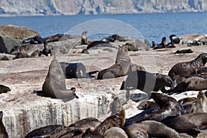 Seals in Hout Bay Cape Town photo