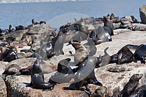 Seals in Hout Bay Cape Town