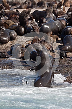 Seals in Hout Bay Cape Town