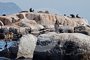 Seals in Hout Bay Cape Town