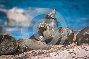 Seals on a Hout Bay seal island in Cape Town