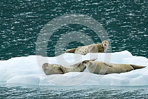 Seals on Ice