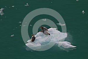 Seal, ice float, near Juneau, Alaska