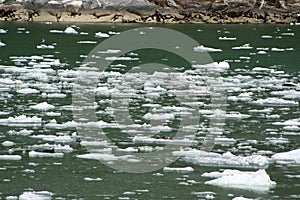 Seals on an ice flow in Alaska