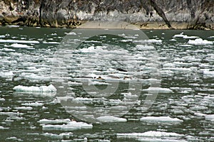 Seals on an ice flow in Tracey Arm Alaska