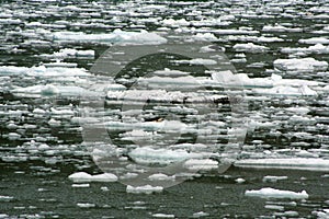 Seals on an ice flow in Tracey Arm Alaska