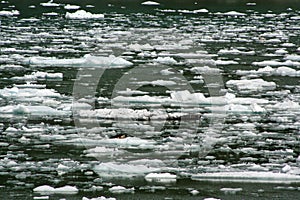 Seals on an ice flow in Tracey Arm Alaska