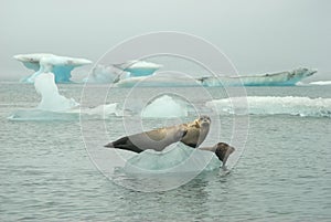 Seals On Iceberg