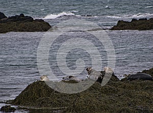 Seals on the Icelandic coast near Illugastadhir