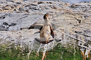 Seals on the island in Beagle channel close Ushuaia city, Tierra del Fuego, Argentina