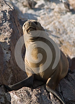 Seals on Islas Ballestas in Peru photo