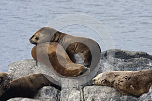 Seals on an islet