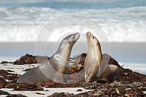 Seals at Kangaroo Island, Australia