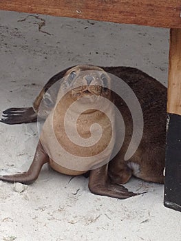 Seals at kangaroo island