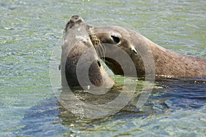 Seals kissing