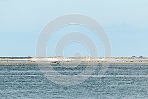 The seals lie in front of the island forbidden for tourists