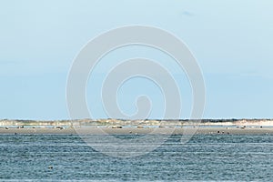 Seals lie in front of the island forbidden for tourists