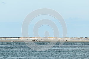 Seals lie on a mudflat in the frisian islands in north friesland
