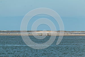 Seals lie on a mudflat in the frisian islands in north friesland