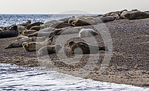 Seals line the shore at their breeding ground at Blakeney Point, Norfolk, UK