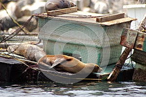 Seals Lounging