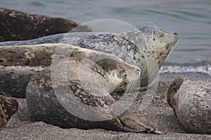 Seals love hanging out at the Pacific Coast beaches.