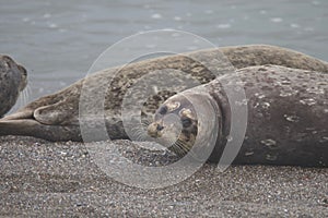 Seals love hanging out at the Pacific Coast beaches.