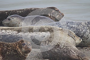 Seals love hanging out at the Pacific Coast beaches.