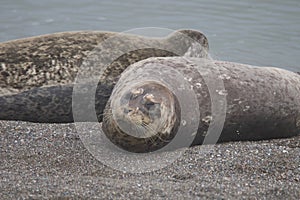 Seals love hanging out at the Pacific Coast beaches.