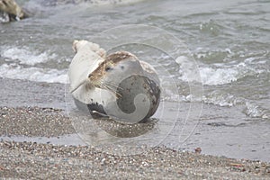 Seals love hanging out at the Pacific Coast beaches.