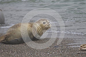 Seals love hanging out at the Pacific Coast beaches.