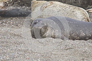 Seals love hanging out at the Pacific Coast beaches.