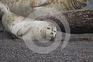 Seals love hanging out at the Pacific Coast beaches.