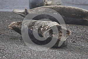 Seals love hanging out at the Pacific Coast beaches.