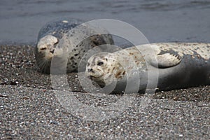 Seals love hanging out at the Pacific Coast beaches.