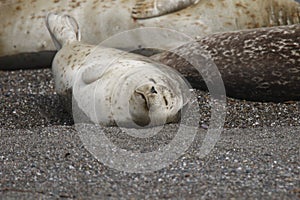 Seals love hanging out at the Pacific Coast beaches.