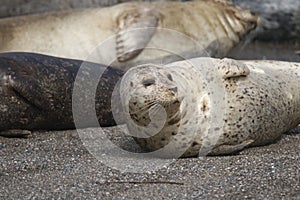 Seals love hanging out at the Pacific Coast beaches.