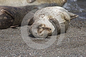 Seals love hanging out at the Pacific Coast beaches.