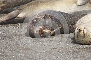 Seals love hanging out at the Pacific Coast beaches.