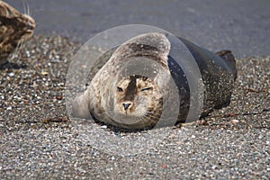 Seals love hanging out at the Pacific Coast beaches.