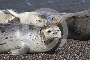 Seals love hanging out at the Pacific Coast beaches.